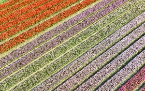Tulip field from my drone near Almere-Haven