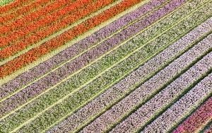 Tulip field from my drone near Almere-Haven