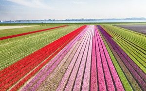 Tulip field from my drone near Almere-Haven