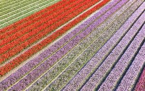 Tulip field from my drone near Almere-Haven