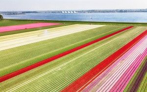 Tulip field from my drone near Almere-Haven