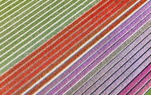Tulip field from my drone near Almere-Haven