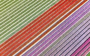 Tulip field from my drone near Almere-Haven