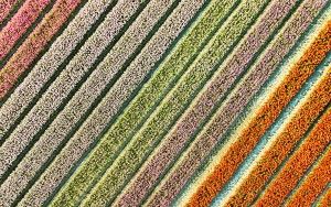 Tulip field from my drone near Almere-Haven