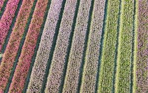 Tulip field from my drone near Almere-Haven