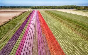 Tulip field next to lake Gooimeer