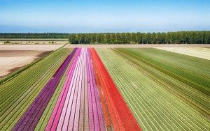 Tulip field next to lake Gooimeer