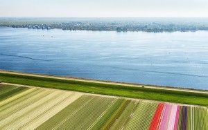 Tulip field next to lake Gooimeer