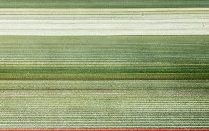 Tulip field next to lake Gooimeer