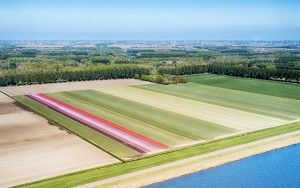 Tulip field next to lake Gooimeer