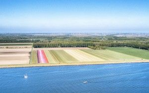 Tulip field next to lake Gooimeer