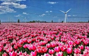 Tulips and windmills