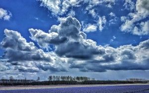 Tulip fields near Almere