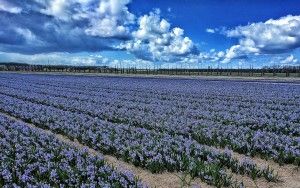 Tulip fields near Almere