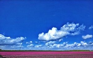 Tulip fields near Almere