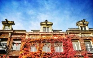 Colourful ivy in Amsterdam