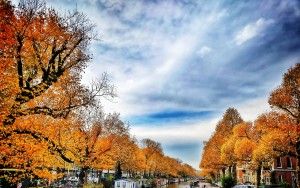 Autumn trees in Amsterdam