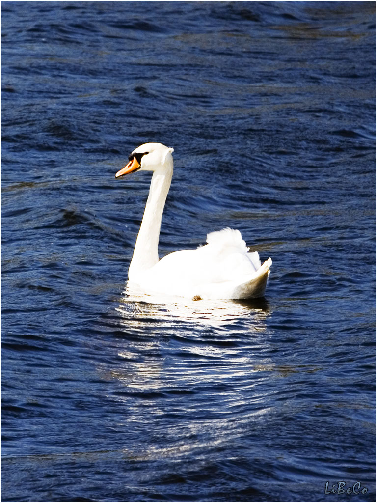 Swan