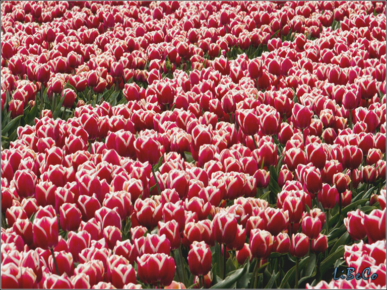 Tulips