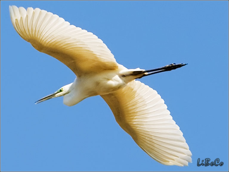 Flying heron