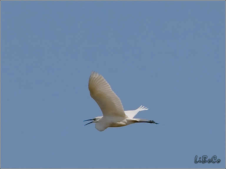 Flying heron