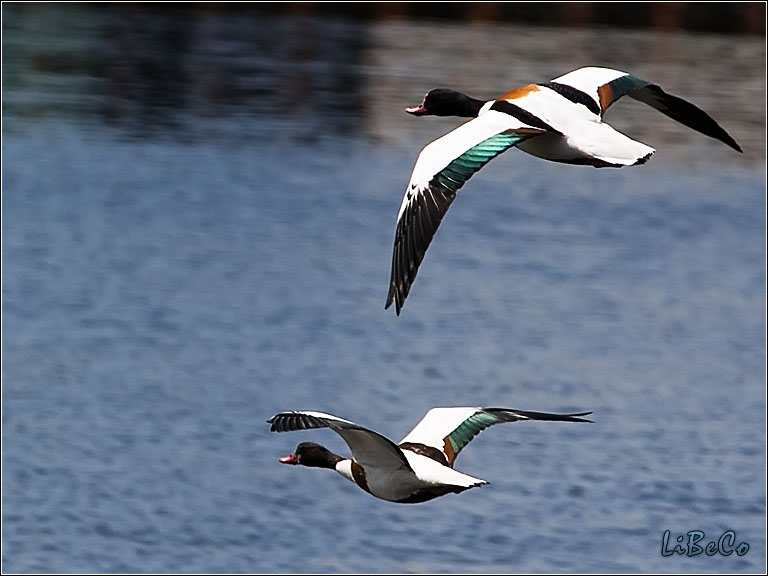 Ducks