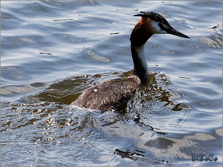 Bird in the water