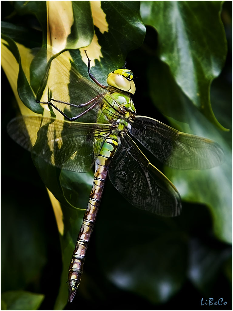 Dragonfly