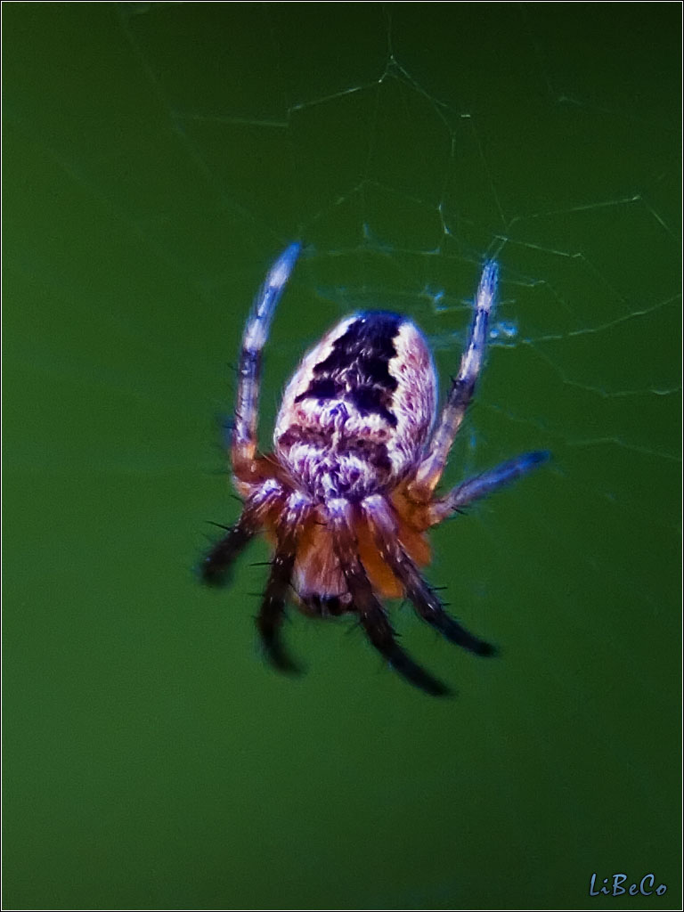 Spider