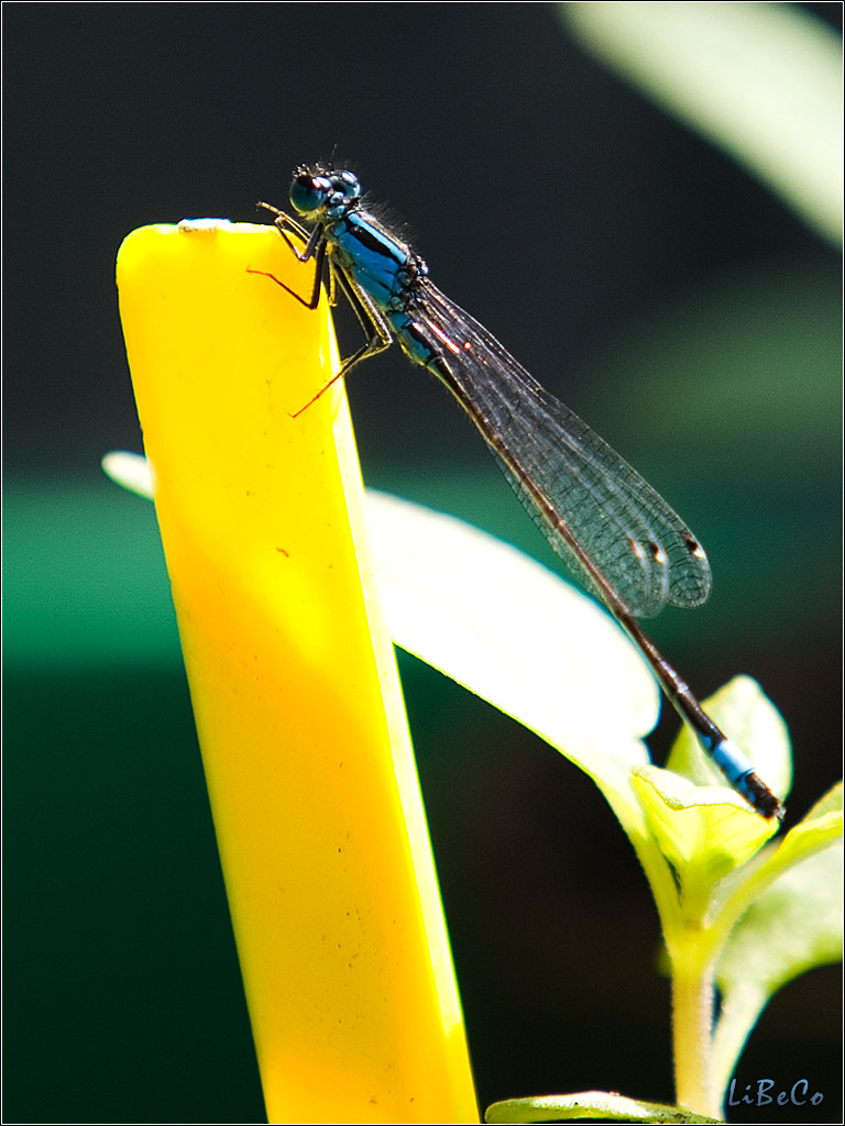 Dragonfly