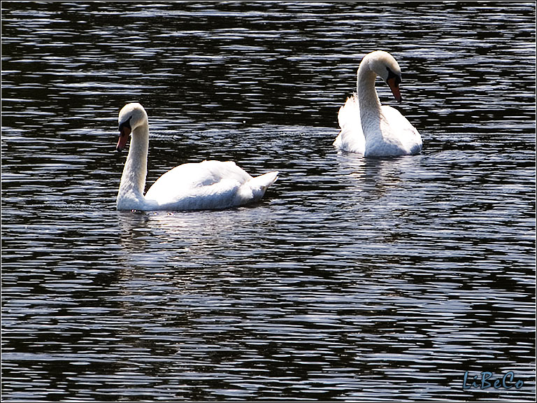 Swan