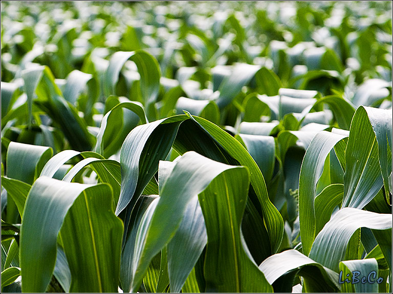 Cornfield