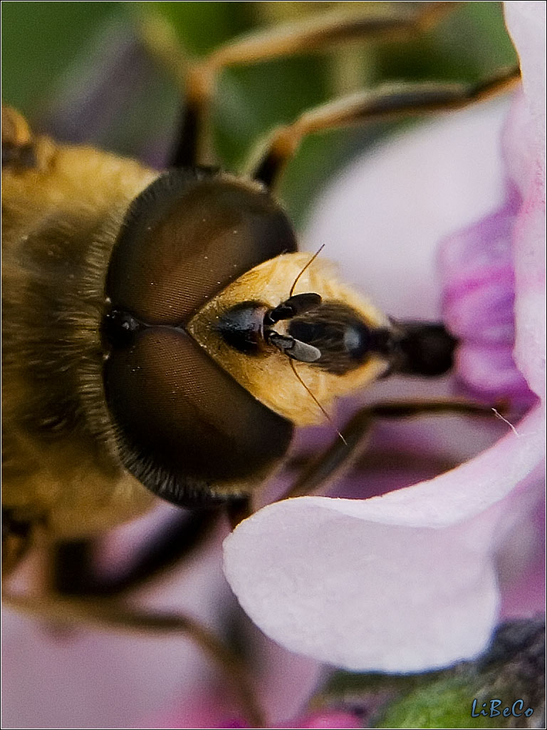 Bee