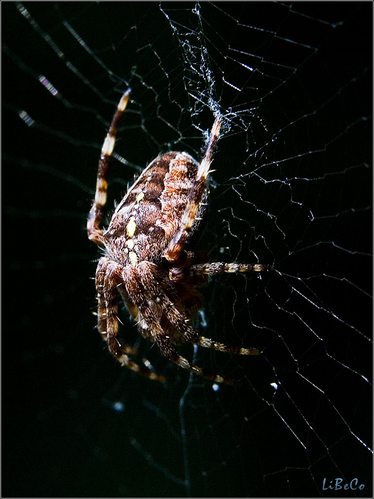 Spider