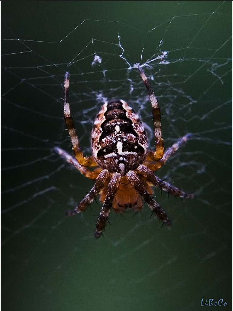 Spider