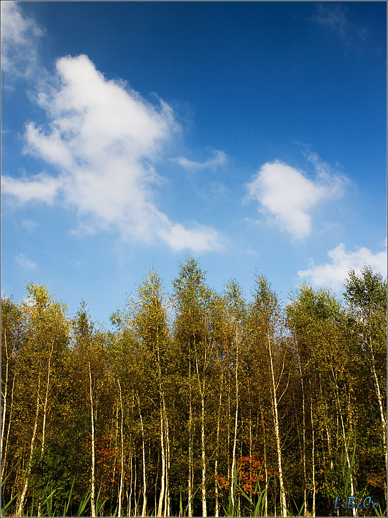 Autumn leafs