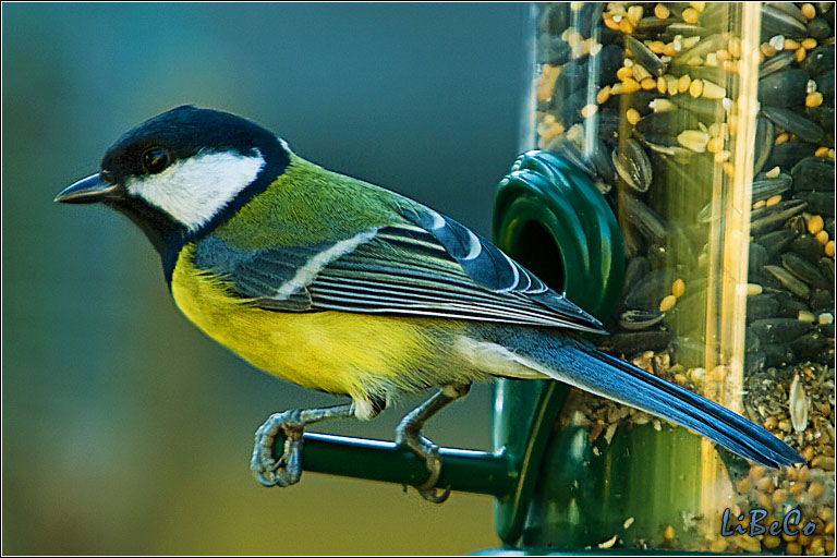 Great tit