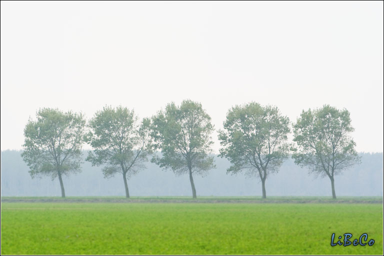 Foggy trees