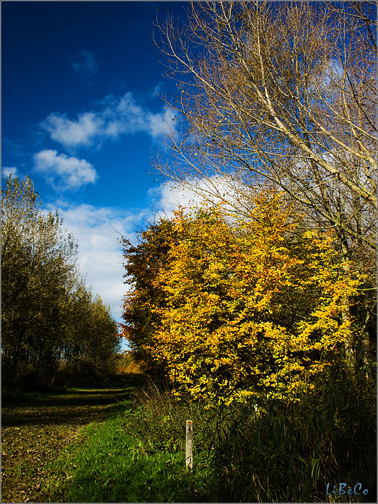 Autumn colors