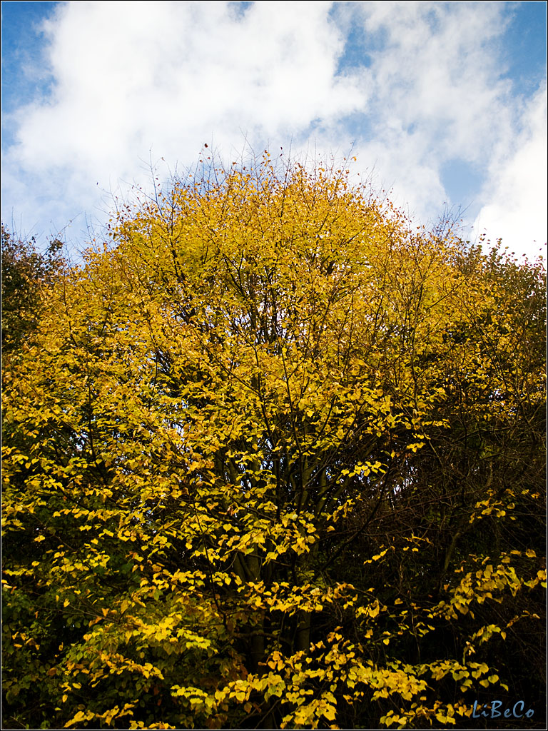 Autumn colors