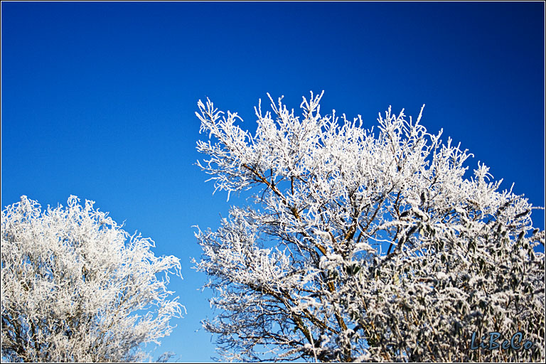 Frosty tree