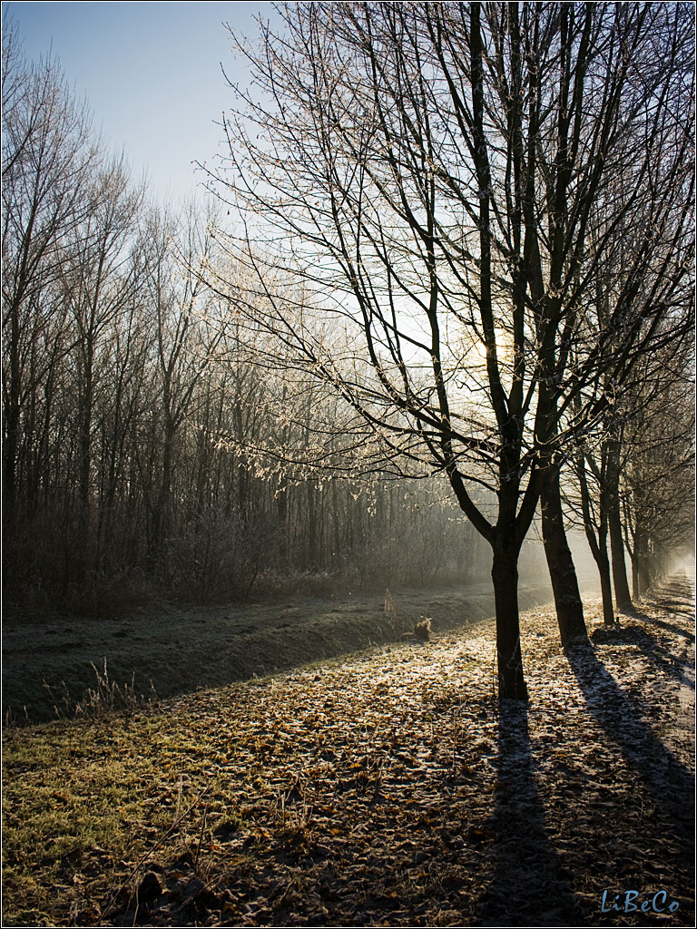 Frosty tree