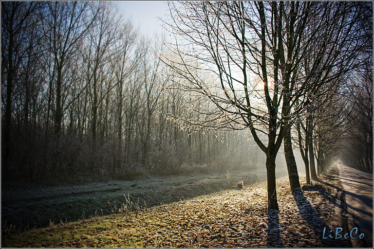 Frosty tree