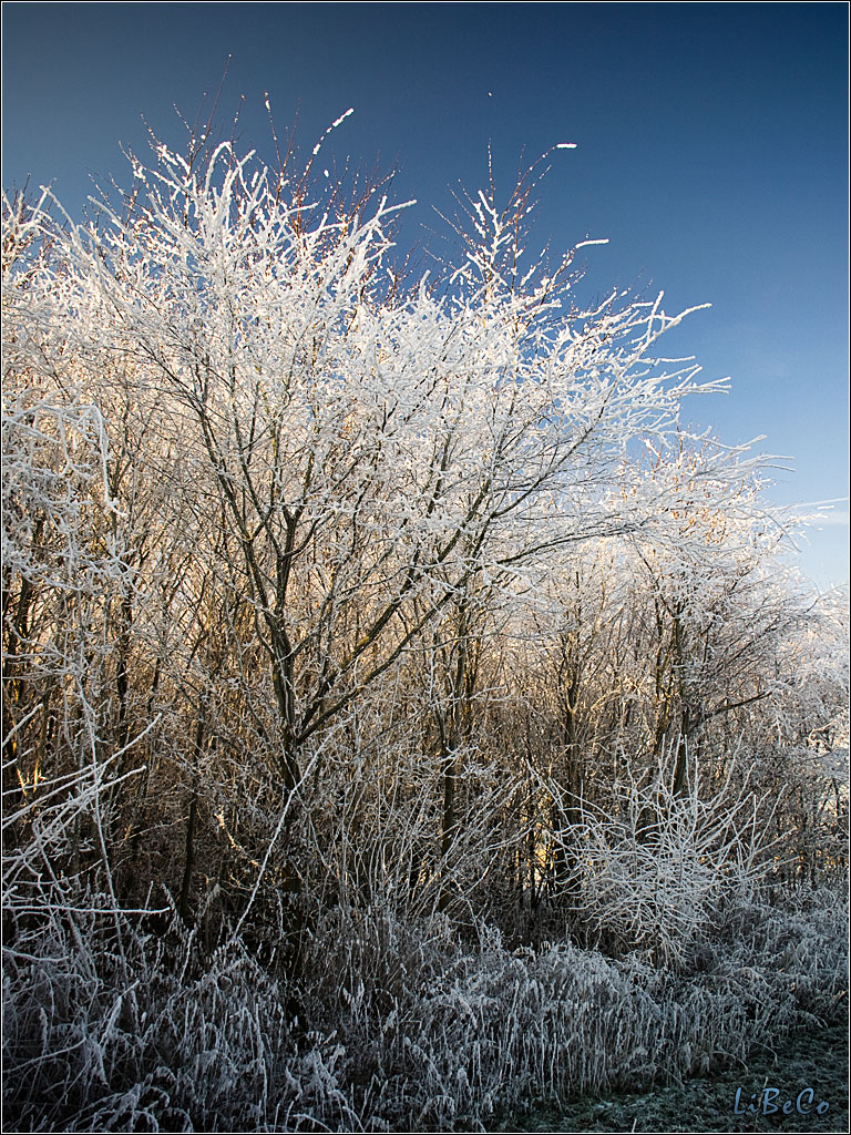 Frosty tree