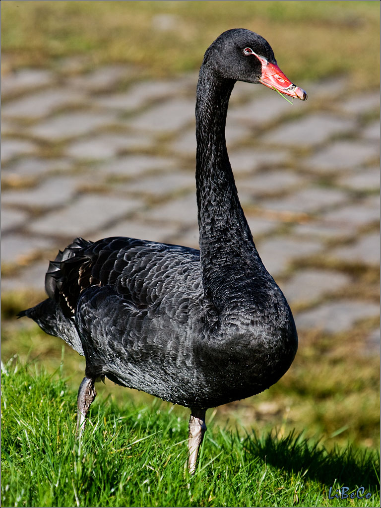 Black swan