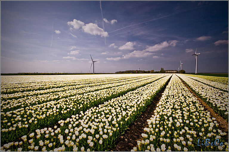 Tulips