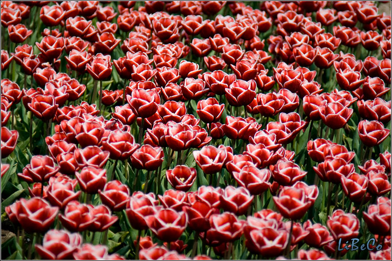 Tulips