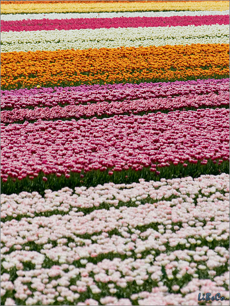 Tulips