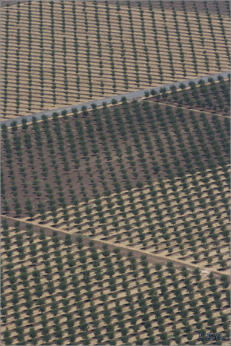 Tree patterns