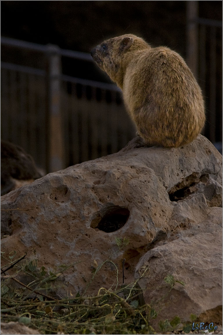 Animals on the rocks